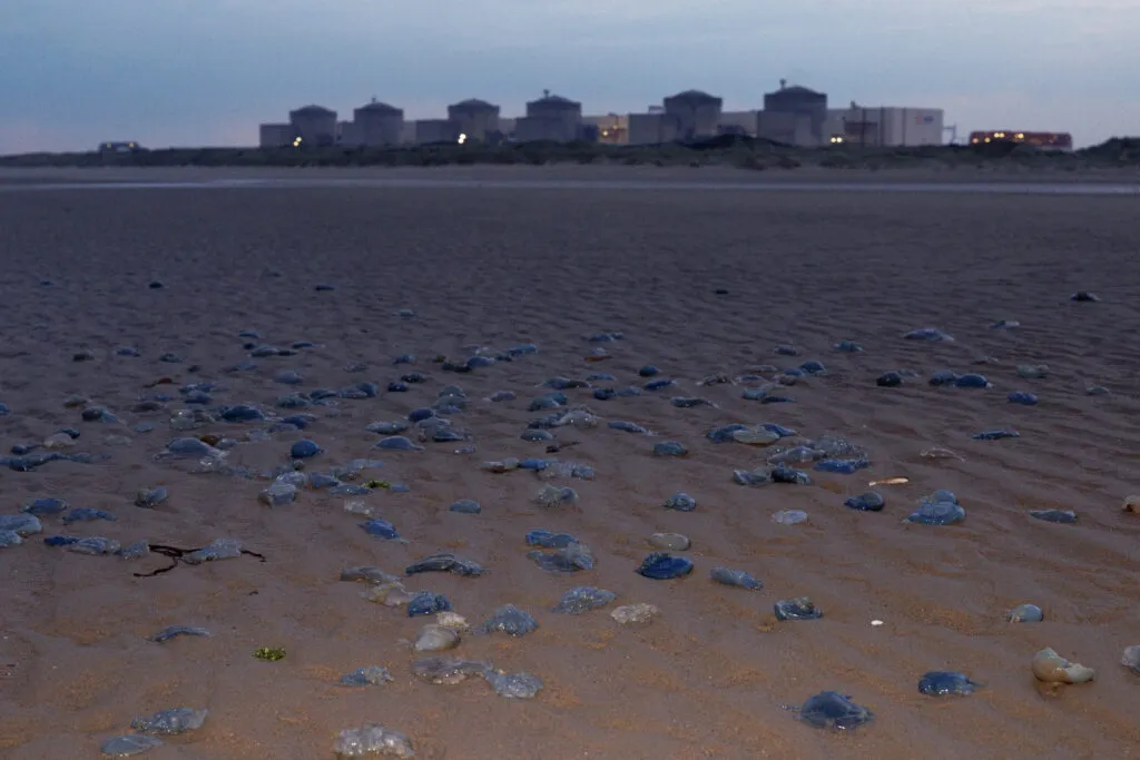 Des méduses échouées devant la centrale nucléaire de Gravelines